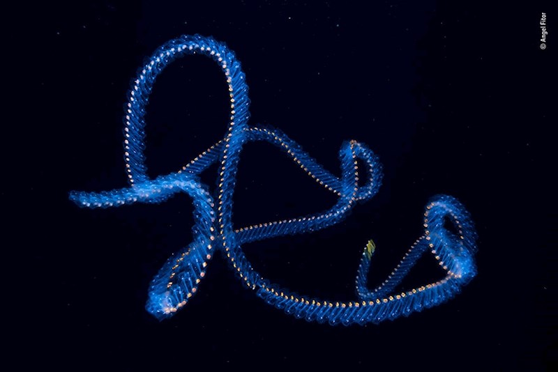 20. "Potpis oceana", Angel Fitor, Španjolska