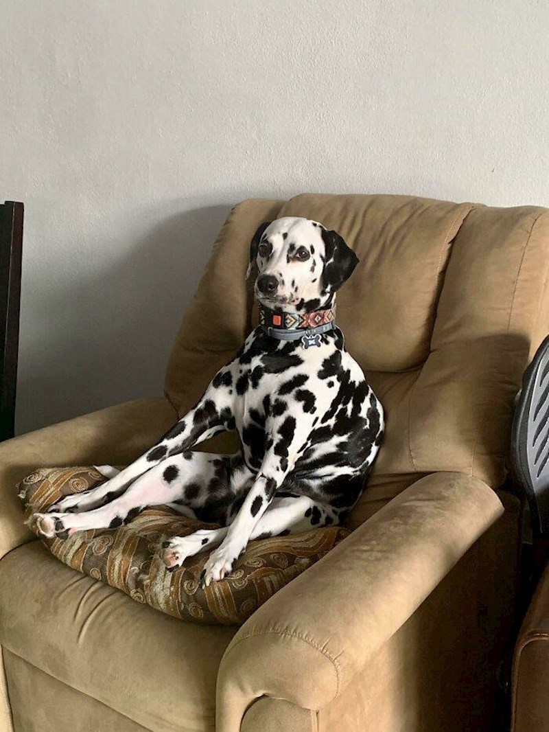 2. Oponaša svog vlasnika