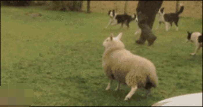Ovako to izgleda kad ovca umisli da je pas