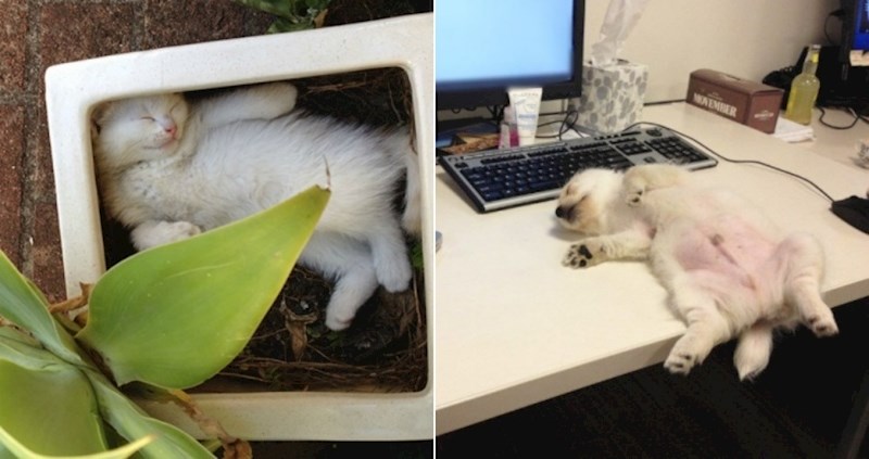 18 smiješnih životinja koje mogu zaspati bilo kad i bilo gdje