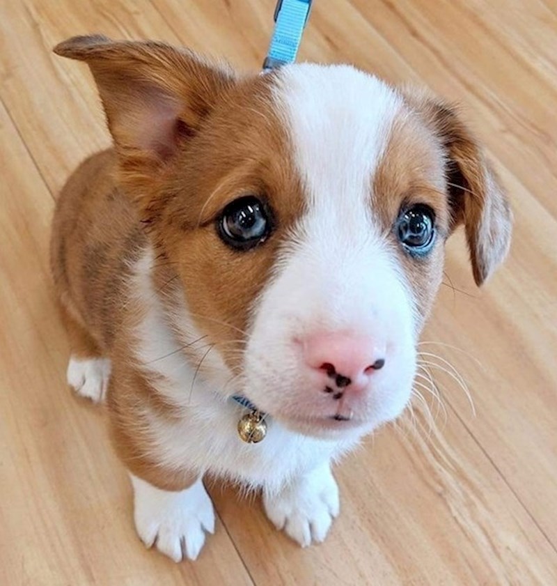 4. Australski ovčar i korgi