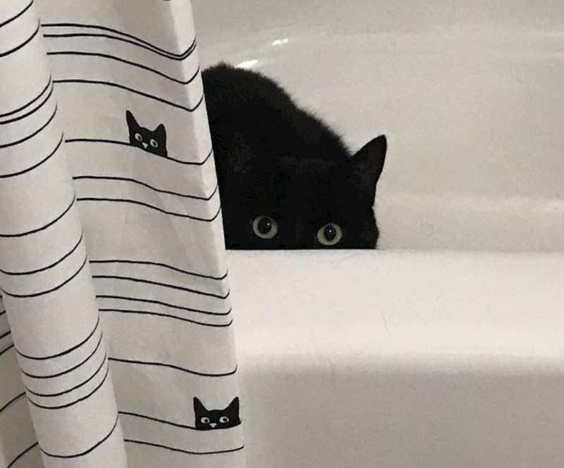 8. Kad se sve poklopi za savršenu fotku...