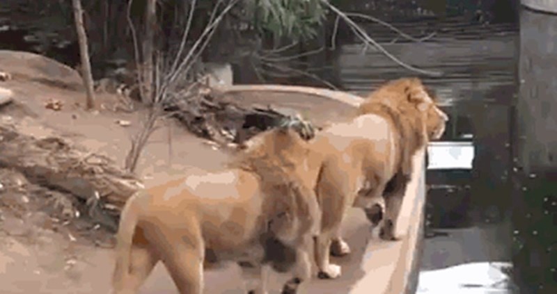 Ako ste mislili da su sve životinje spretne, ovaj lav dokazat će vam suprotno