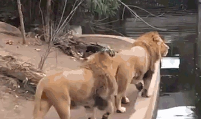 Ako ste mislili da su sve životinje spretne, ovaj lav dokazat će vam suprotno