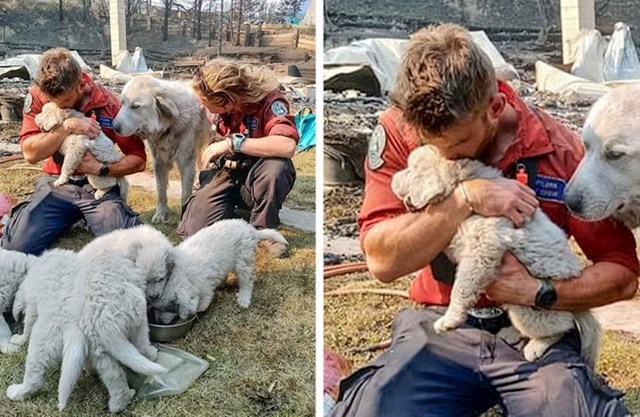 17. Vatrogasci spašavaju životinje sa izgorjele obiteljske farme