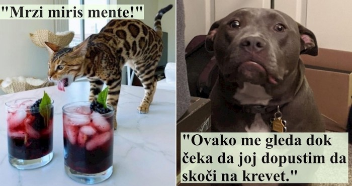 15 životinja čiji su vrckavi karakteri osvojili cijeli internet