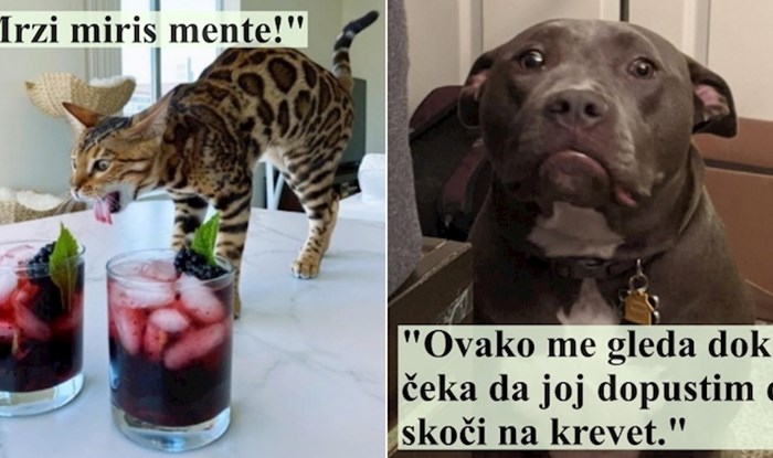 15 životinja čiji su vrckavi karakteri osvojili cijeli internet