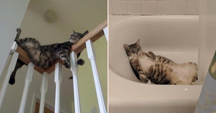 Fotografije koje će vas uvjeriti da mačke mogu zaspati doslovno bilo gdje