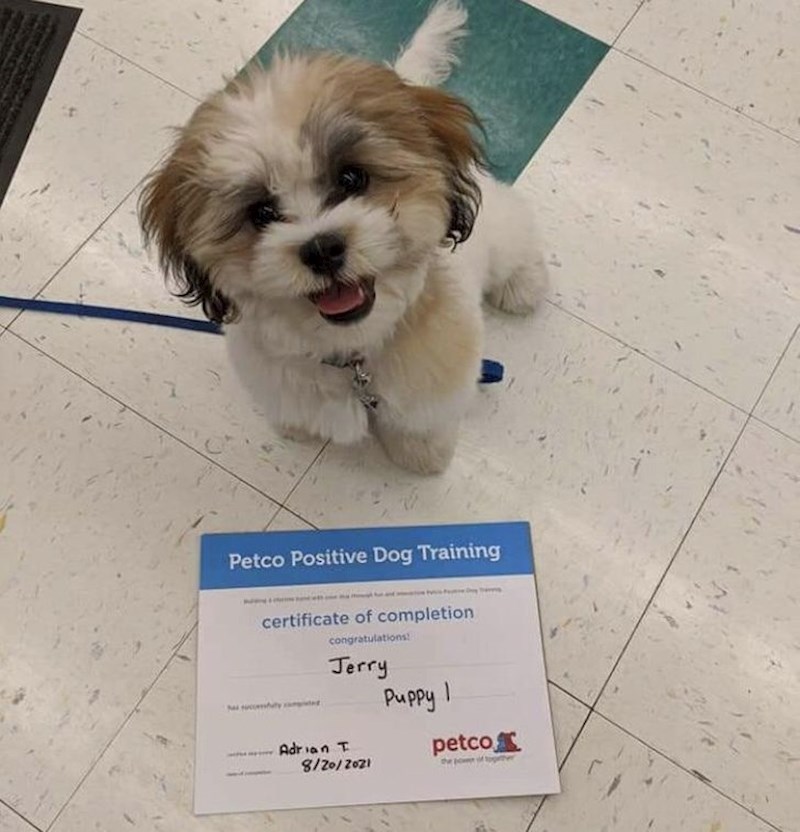 3. Upravo je završio pseću školicu! Bravo, slatki Jerry!🥳