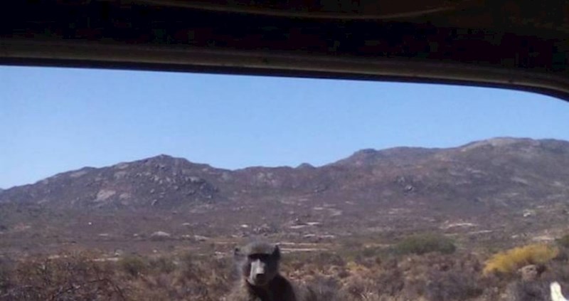 Netko je iz auta fotkao prečudnu scenu, pogledajte na čemu sjedi majmun