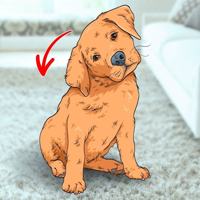 2. Zašto psi nagnu glavu kad vas slušaju?