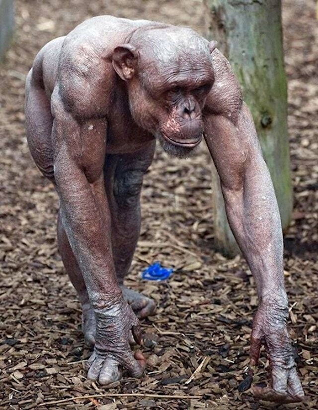 12. Čimpanza koji ima alopeciju otkrio nam je nešto zanimljivo - čimpanze imaju jake mišiće!