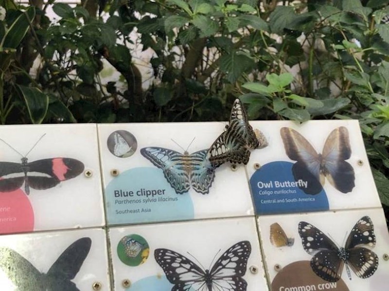 2. Leptir je ugledao svoga rođaka i došao mu se javiti