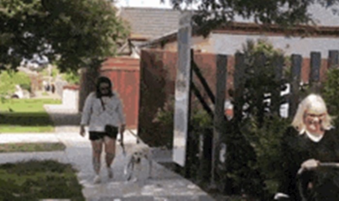 Ovom psu dosadilo je biti u karanteni, pogledajte kako se razveselio izlasku u šetnju