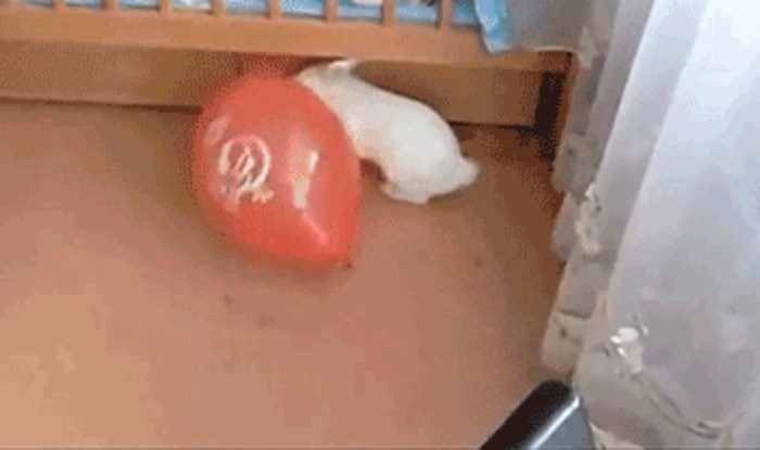 Zečić se igrao s balonom, njegova reakcija kad ga je probušio je urnebesna