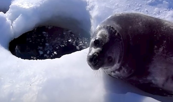 VIDEO Mladunac tuljana bojao se vode, pogledajte kako je pobijedio svoj strah
