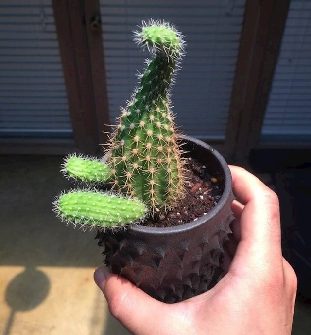 2. Kaktus želi zagrljaj