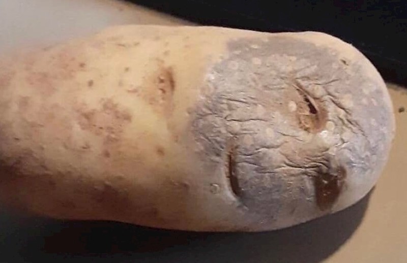 1. Krumpir koji izgleda kao da hitno treba u bolnicu