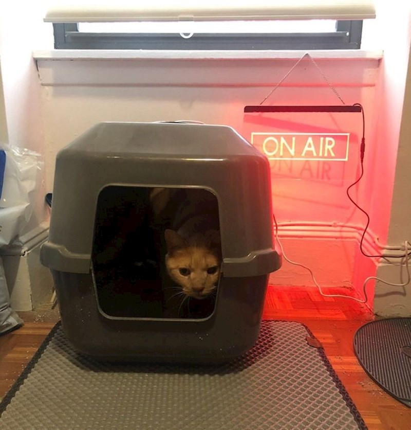 "Moj muž napravio je znak koji svijetli kad mačka obavlja nuždu."