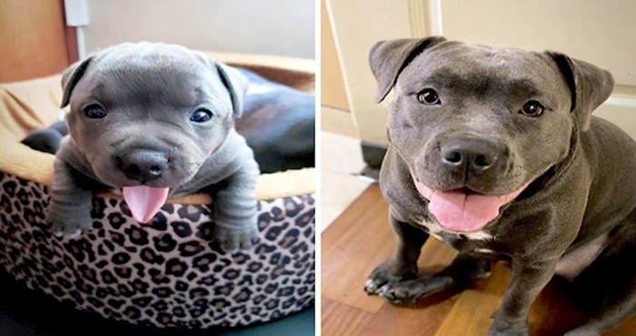 30 preslatkih fotki pasa dok su bili mali štenci i sad kad su odrasli