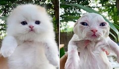19 smiješnih fotki mačaka prije i poslije kupanja