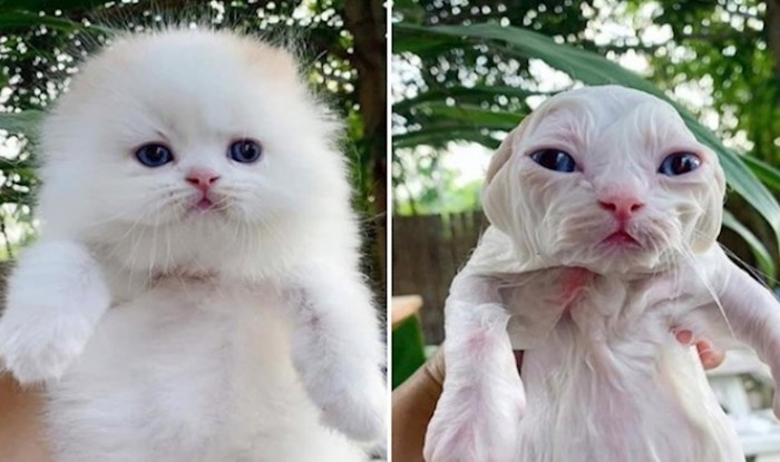 19 smiješnih fotki mačaka prije i poslije kupanja