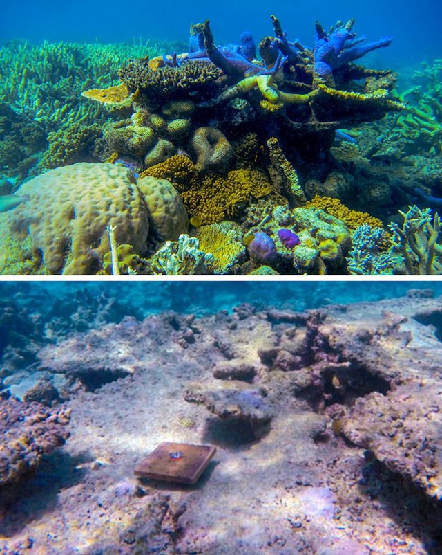 6. Oko 89 posto koralja nestalo je s područja Velikog koraljnog grebena zbog klimatskih promjena.
