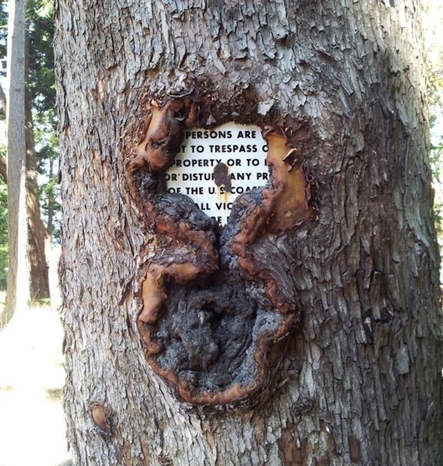 13. Stablo "proždire" natpis