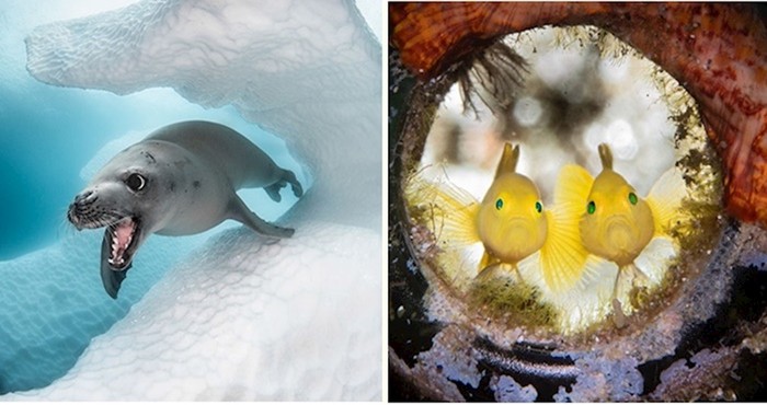 Pogledajte genijalne podmorske fotke s ovogodišnjeg natječaja "Ocean Art"