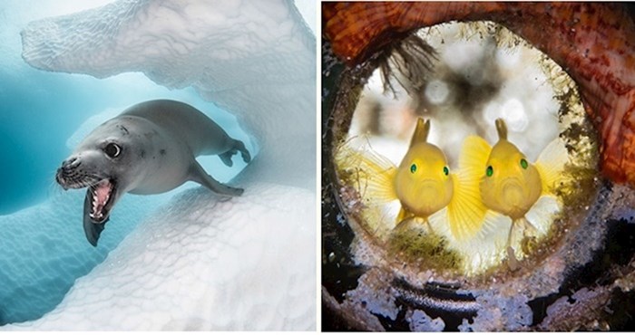 Pogledajte genijalne podmorske fotke s ovogodišnjeg natječaja "Ocean Art"