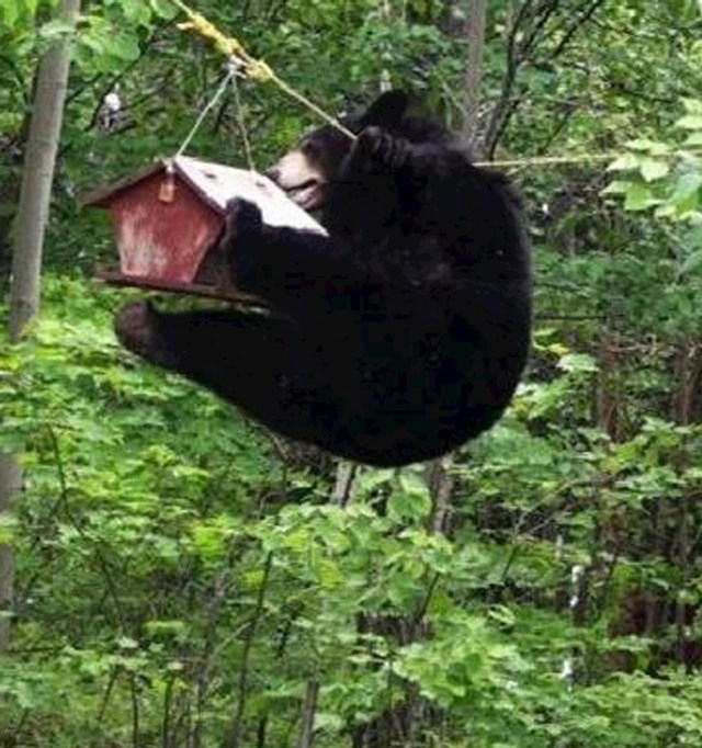 1. Medvjed se popeo na hranilicu za ptice