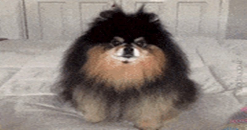 Preslatki psić sam je odlučio što će obući, pogledajte kako