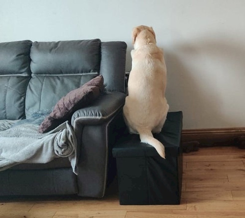 "Krenuo sam na posao što je jako naljutilo mojeg psa."