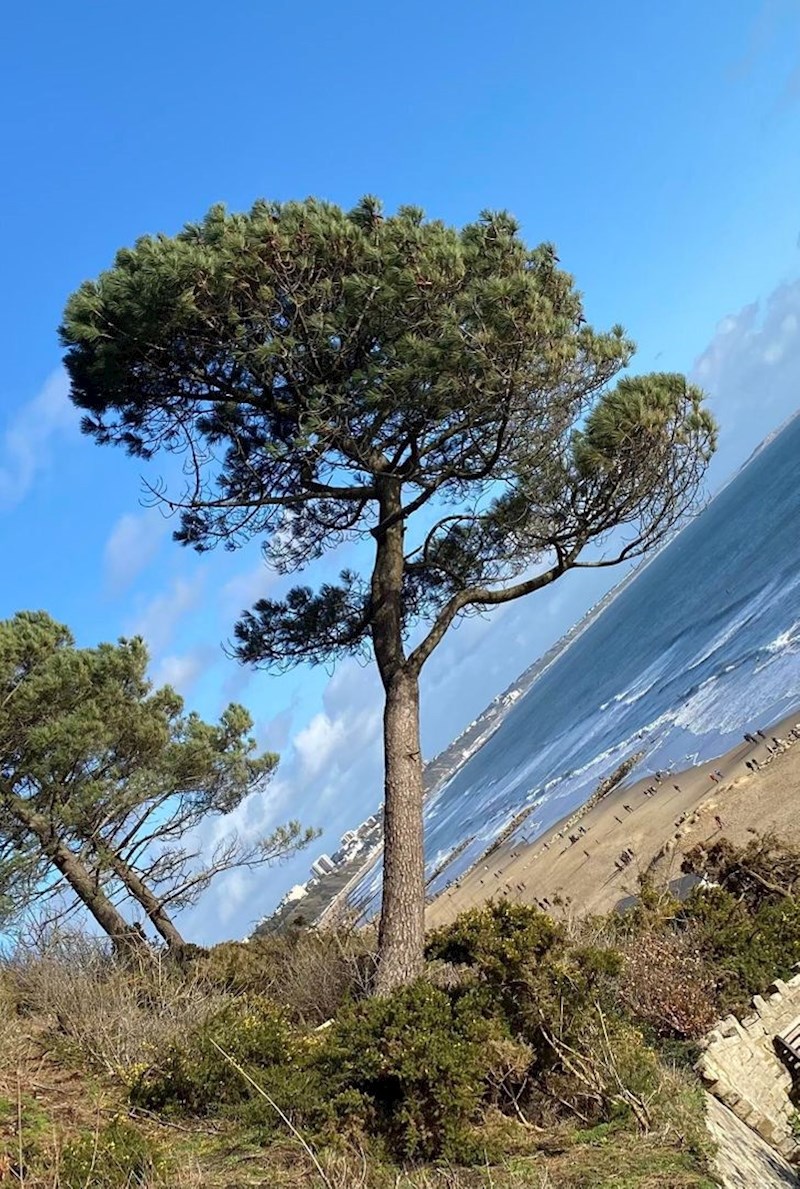 14. Što je nakrivljeno - stablo ili okoliš?
