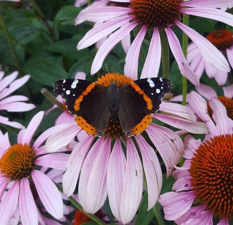 Ovaj leptir jako se potrudio sletiti točno na sredinu cvijeta.