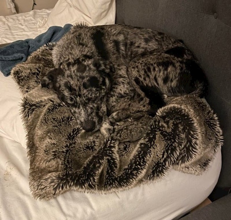 2. Vidite li psa na dekici?😄