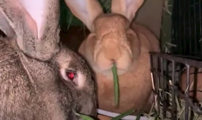 VIDEO Upoznajte divovske zečeve koji mjesečno pojedu voća i povrća u vrijednosti od 200 funti