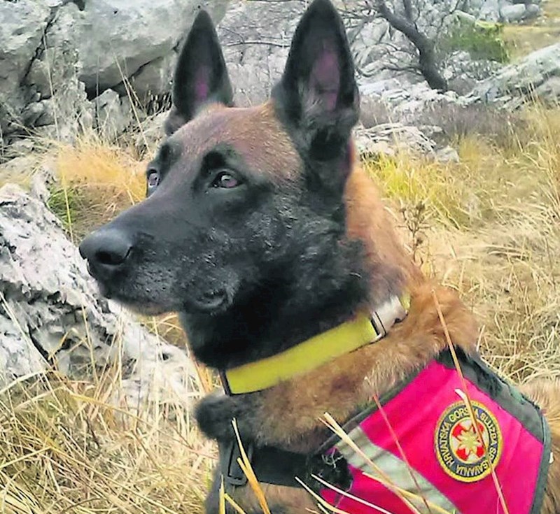 Draco, potražni pas heroj.