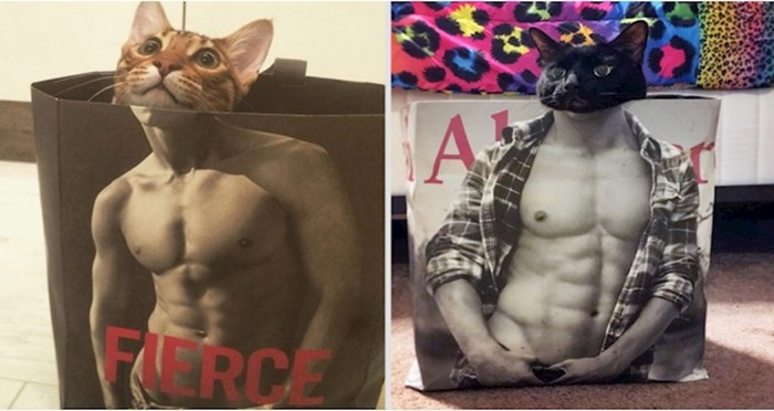 20 fotografija "fit" mačaka koje će vas nasmijati do suza