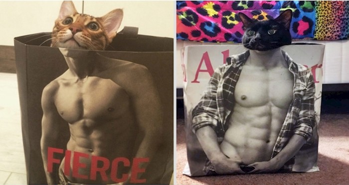 20 fotografija "fit" mačaka koje će vas nasmijati do suza