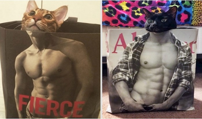 20 fotografija "fit" mačaka koje će vas nasmijati do suza