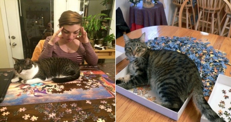 20 mačaka koje su svojim vlasnicima odlučile pomoći složiti puzzle