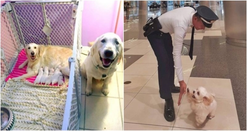 Životinje nam uvijek mogu popraviti dan, a ovih 19 neodoljivih fotki to najbolje dokazuju