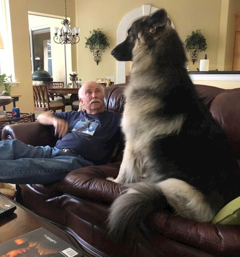 9. Veliki čuvar i kućna maza