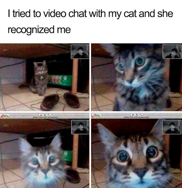 4. "Probao sam video chat sa svojom mačkom i prepoznala me!"