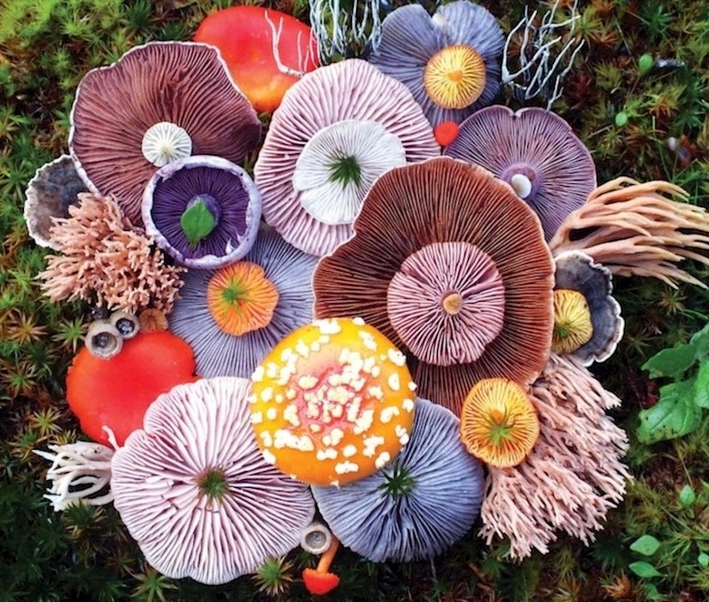 3. Netko je pronašao šarene gljive.