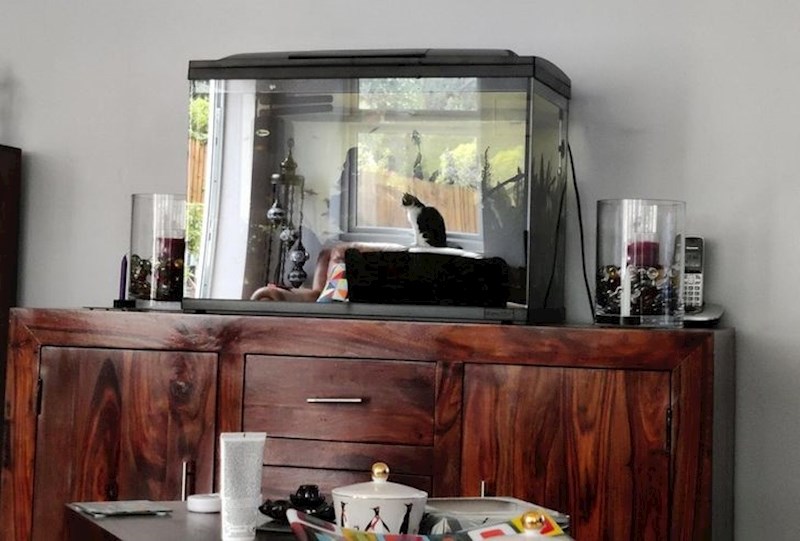 16. Mačka izgleda kao da sjedi u akvariju, ali zapravo je to samo reflekcija