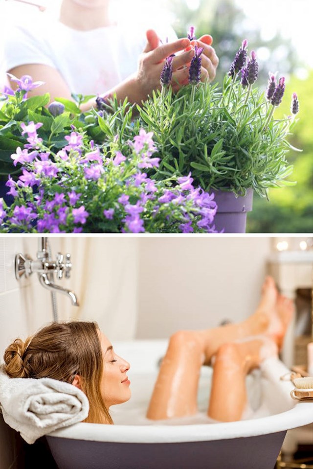 13. Lavanda