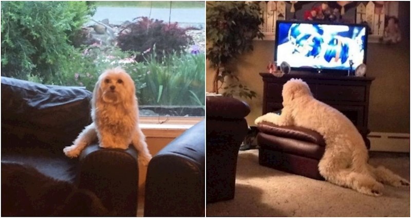 20+ smiješnih kućnih ljubimaca koji nikako ne mogu skužiti kako koristiti namještaj