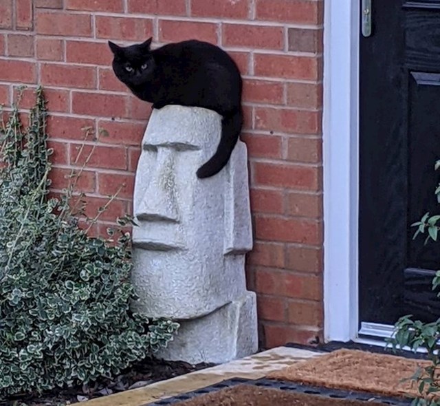13. Mačka je sjela na kip koji sada izgleda kao Elvis.